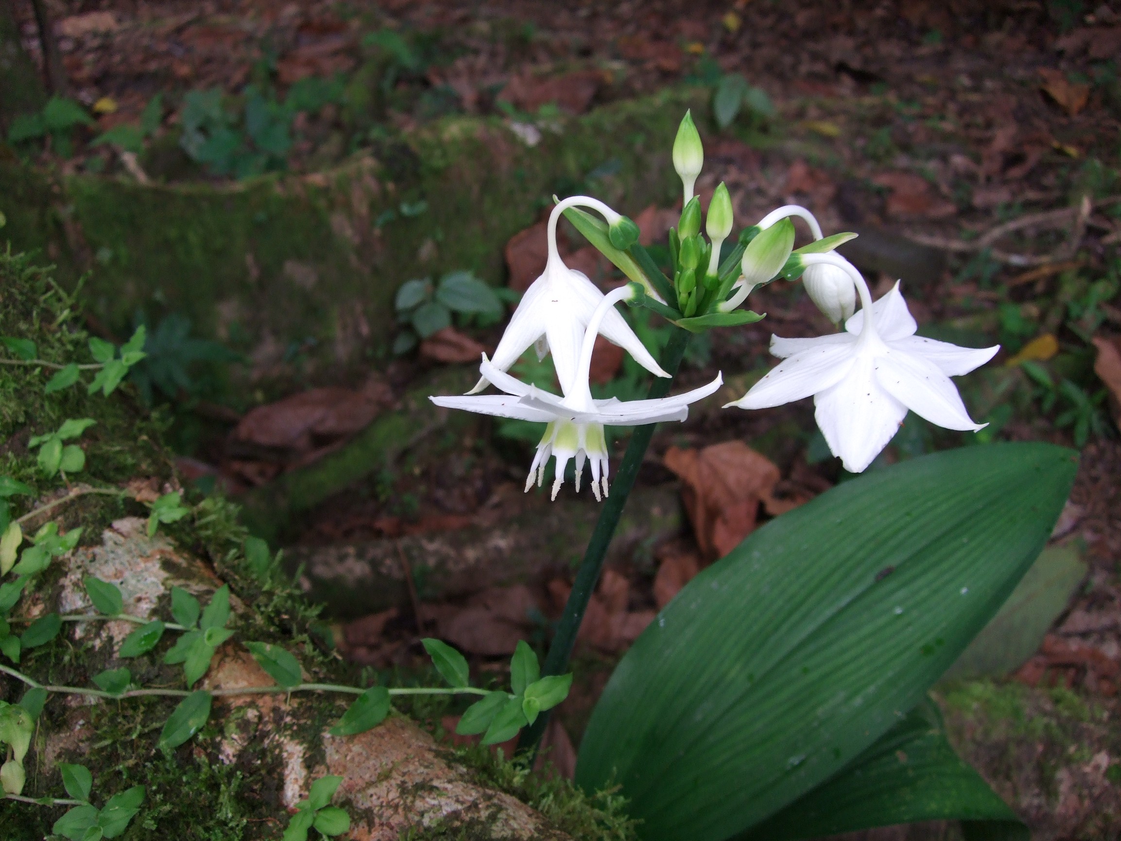 Amazon Lily Amazon Lily
