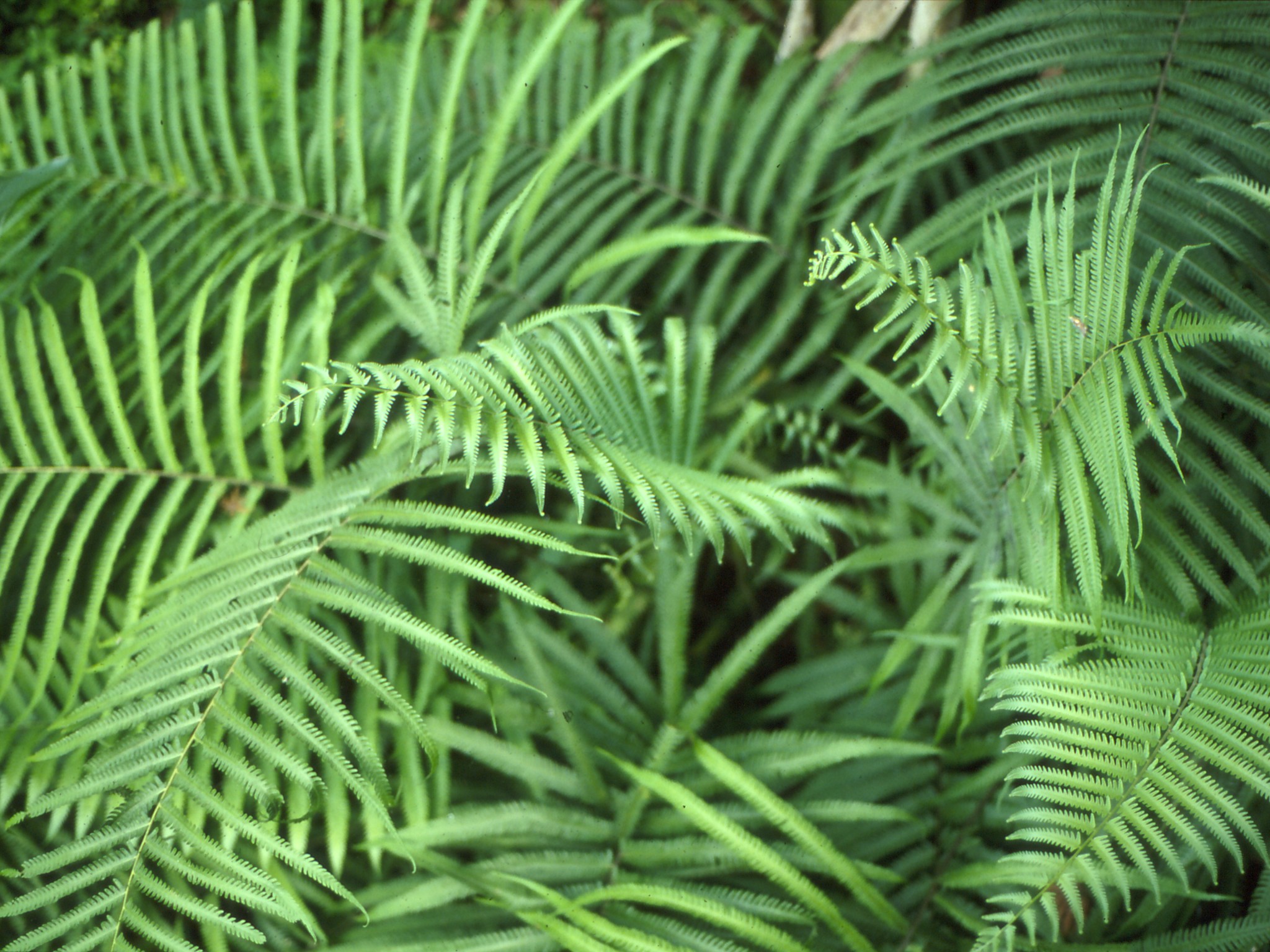 Ceiba Ferns