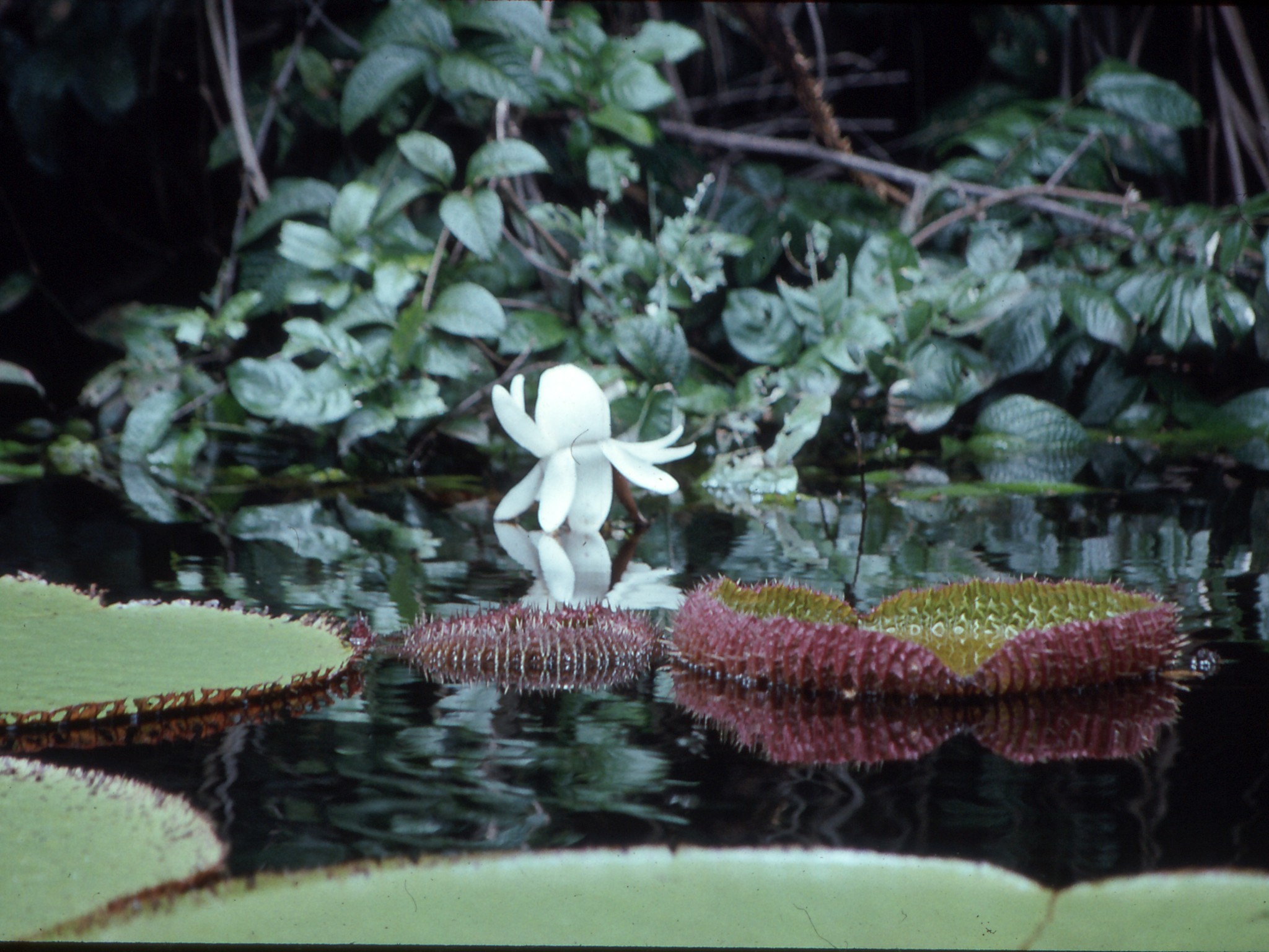 Amazon water lily Amazon water lily