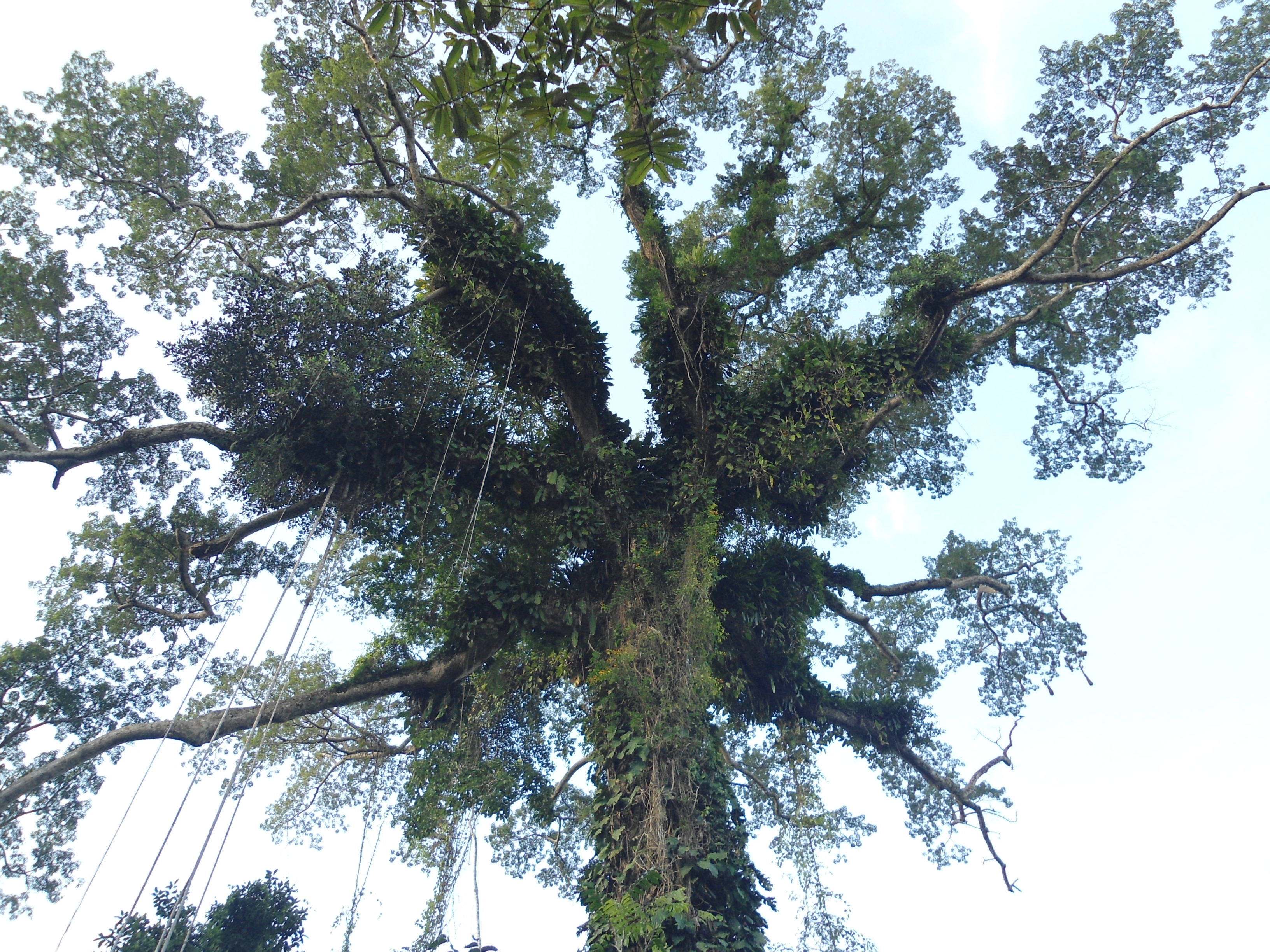 Ceiba crown