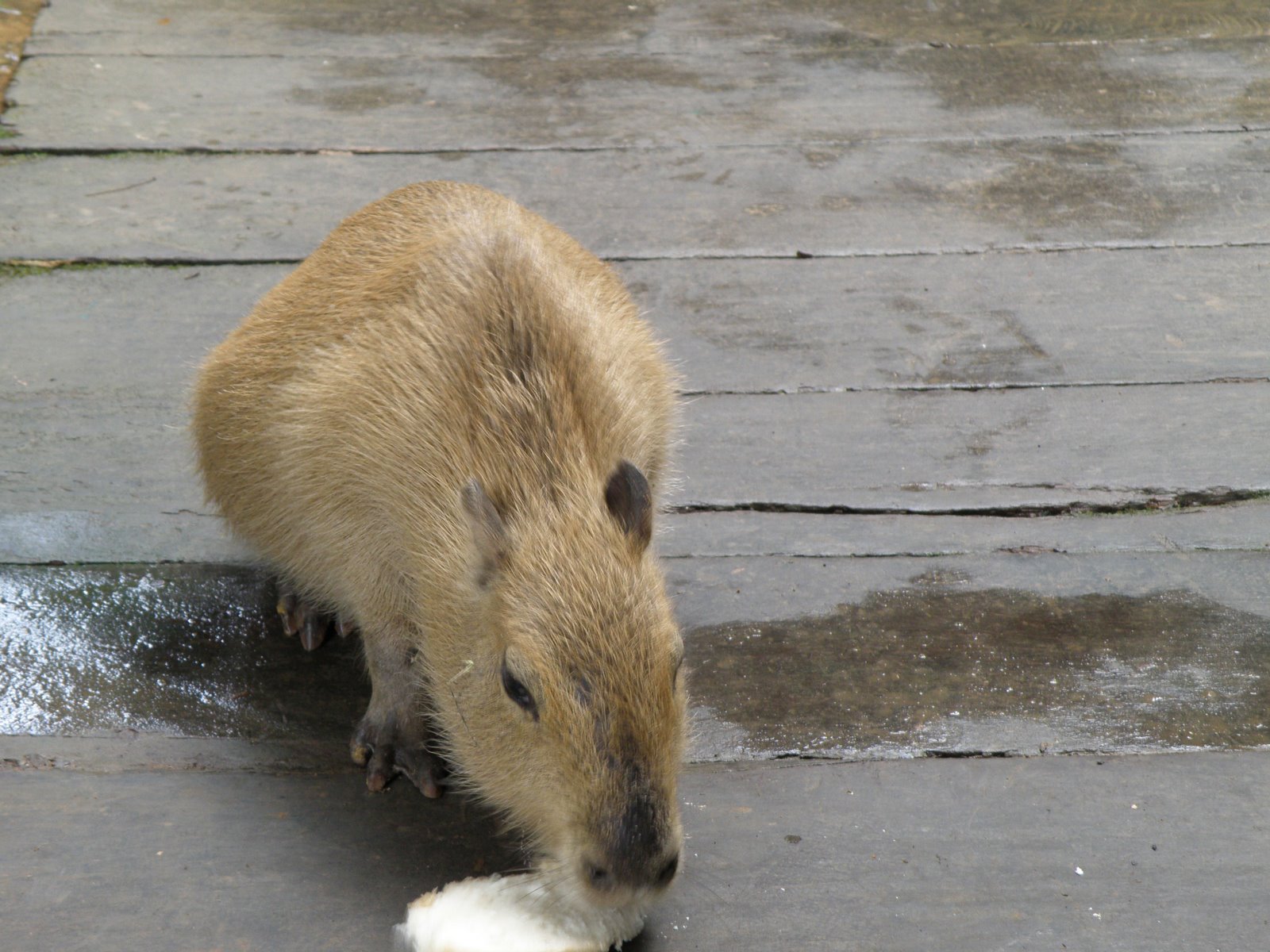 Cabybara